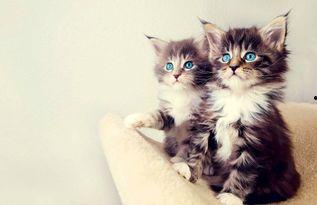 娱乐吃瓜酱小猫咪被吓,揭秘幕后真相